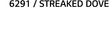 6291   Streaked Dove